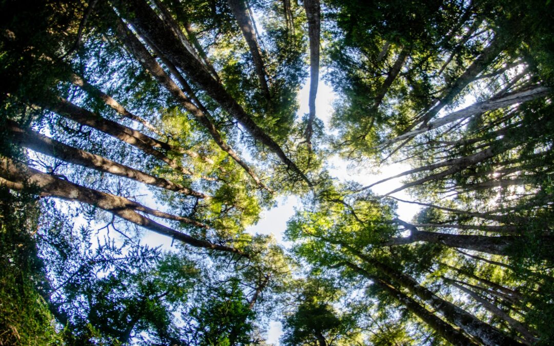 Tierra Austral y Fundación Reforestemos firman convenio de colaboración para fortalecer la protección de tierras privadas
