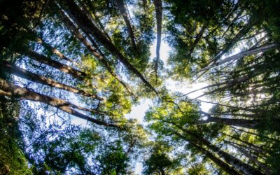 Tierra Austral y Fundación Reforestemos firman convenio de colaboración para fortalecer la protección de tierras privadas