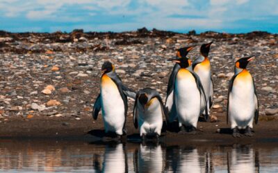 Conociendo la Reserva Natural Pinguino Rey en Tierra del Fuego