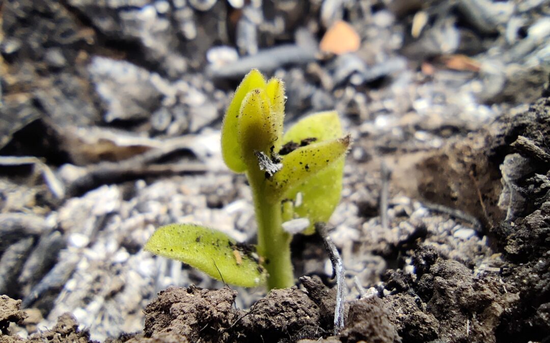 Una señal más de la capacidad de resiliencia del bosque esclerófilo
