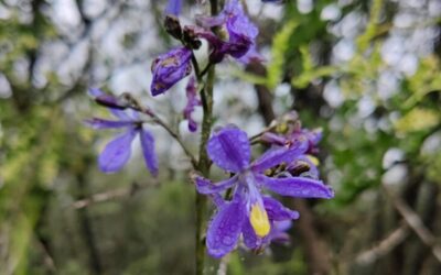 Una nueva área protegida para siempre: Tierra Austral firma acuerdo de DRC en Quilpué