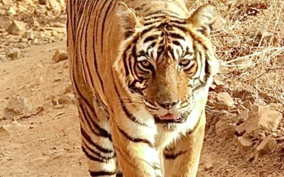 Henry Tepper, asesor en conservación estratégica de Tierra Austral, viajó a India a conocer más sobre conservación