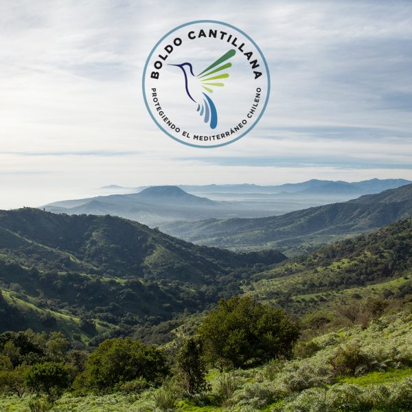 boldo-cantillana-fundacion-tierra-austral-logo-min-600x600b