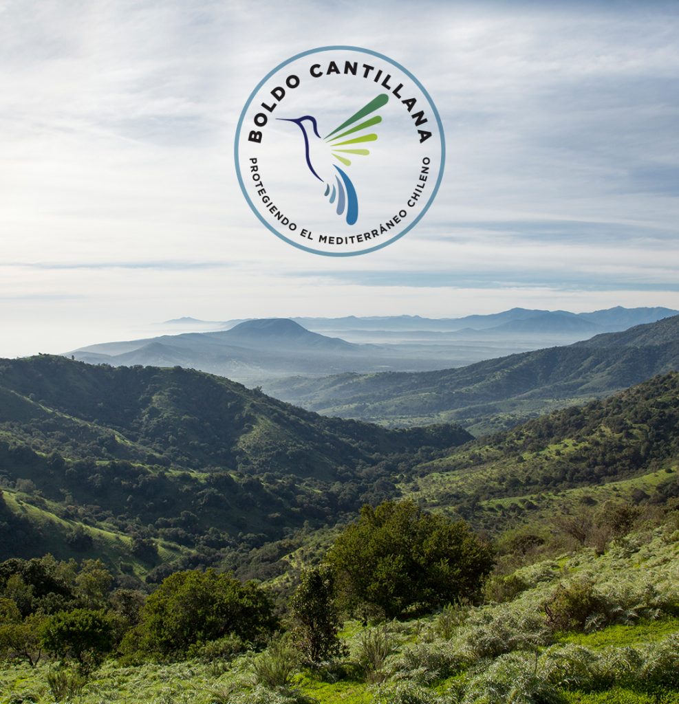 This conservation initiative is protecting ecologically significant landscapes comprised of Chile's Mediterranean habitat, advancing the protection of a 930,000-hectare landscape corridor, located in Chile's Central Valley. The Boldo-Cantillana corridor extends from the capital city of Santiago to the resort city of Zapallar on the Pacific coast, with the goal of creating critical habitat linkages between the Coastal Range to the Andes Mountains.