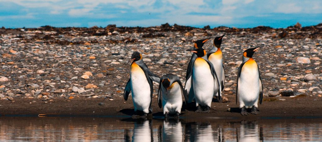 Visiting the King Penguin Nature Reserve